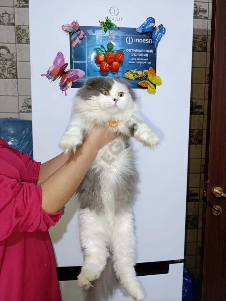 Asal kuyovga kelin kerak - Cover Photo