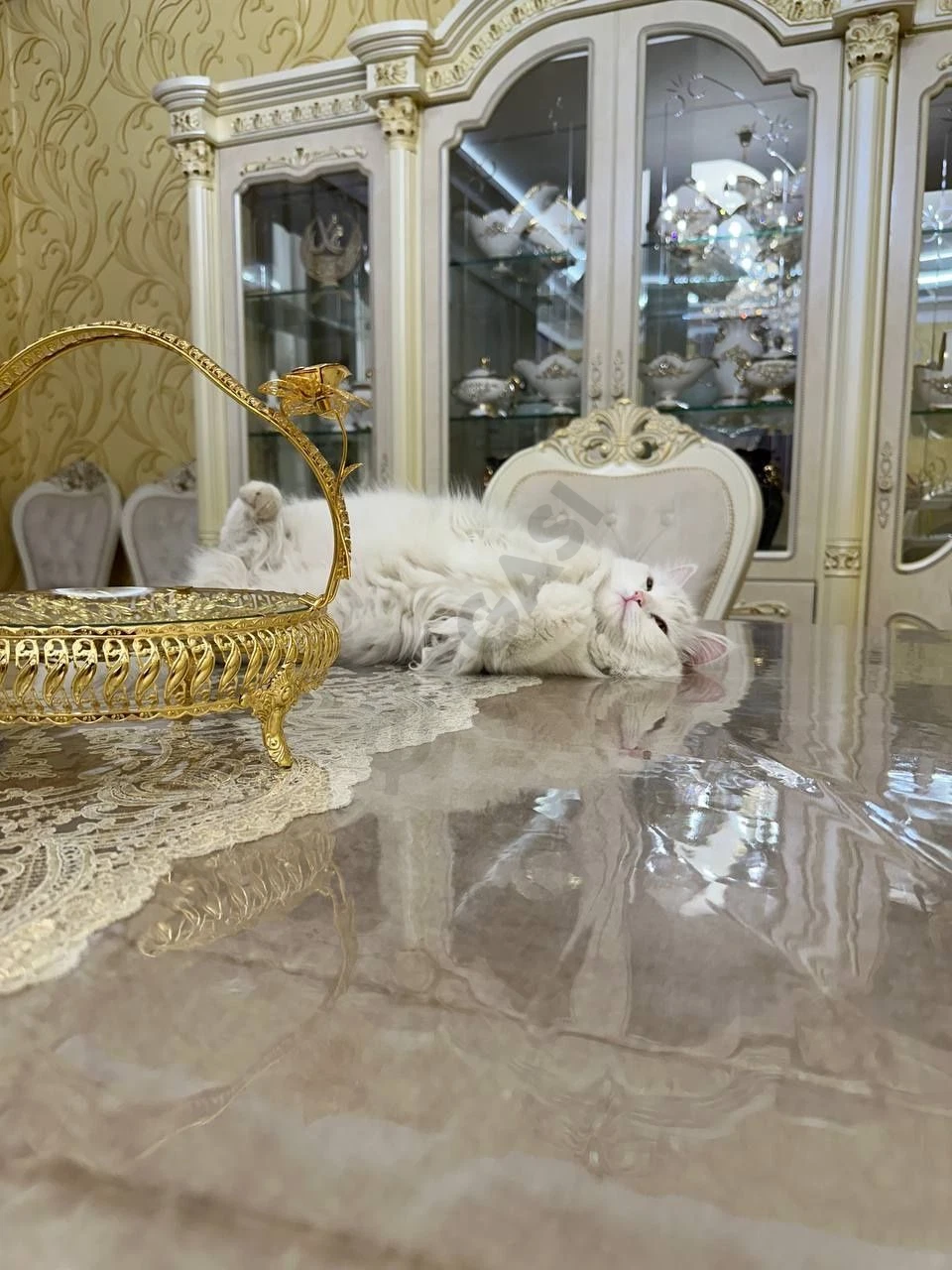 Кошка, турецкая ангора - Cover Photo
