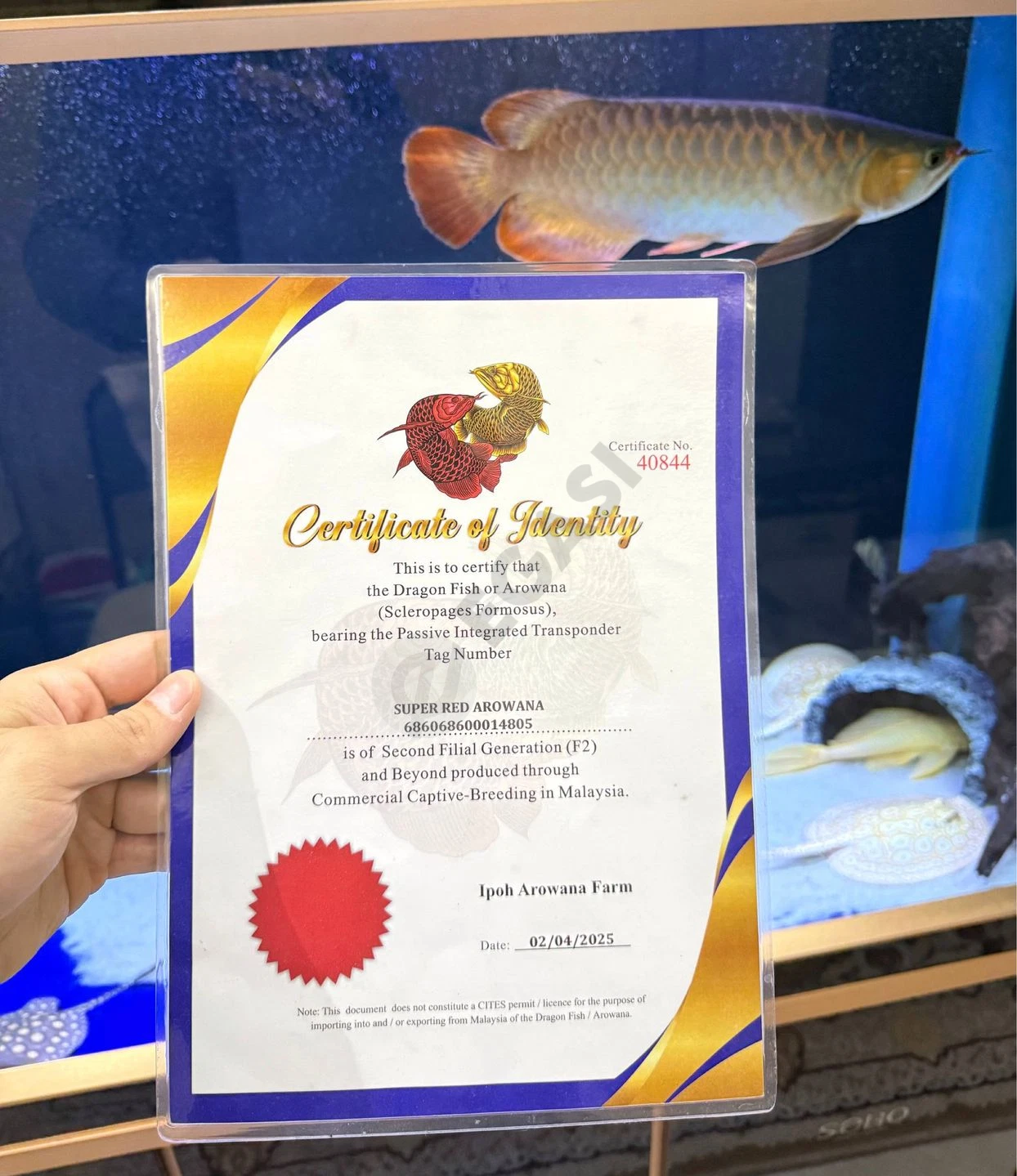 Продаётся рыба Arowana/Арована - Cover Photo