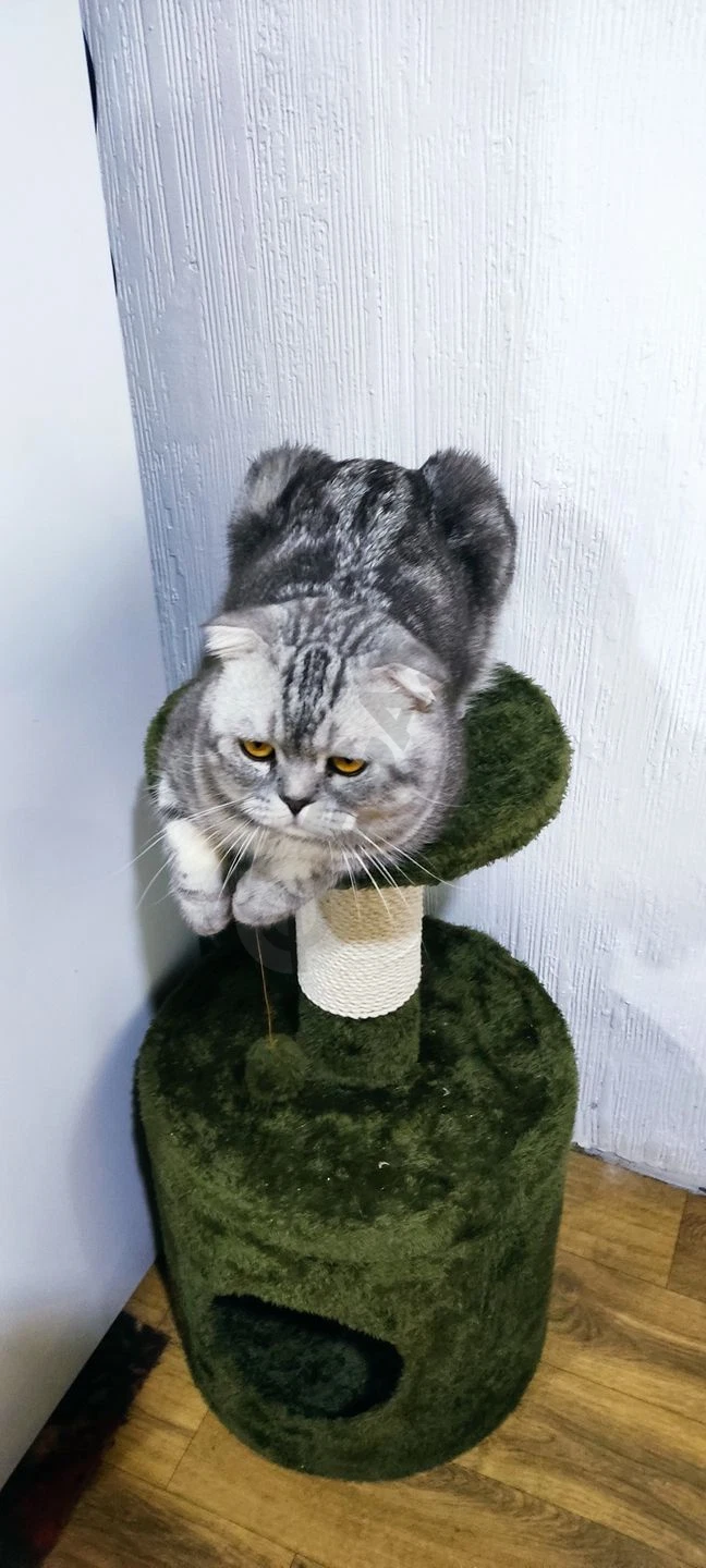 Сотилмиди! Хич кимга берворилмиди! На вязку скоттиш-фолд - Cover Photo