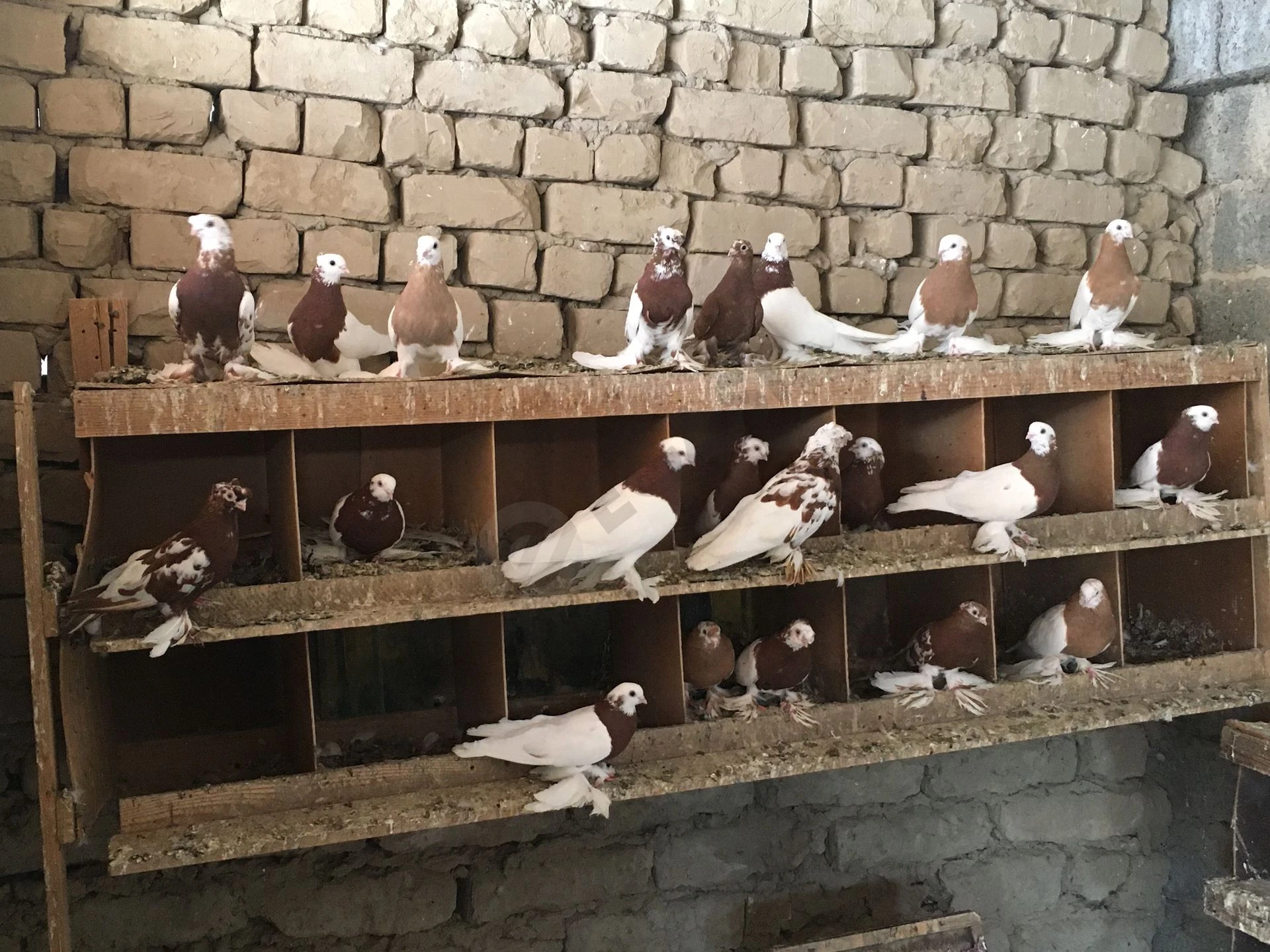 Qopqonla soviladi - Cover Photo