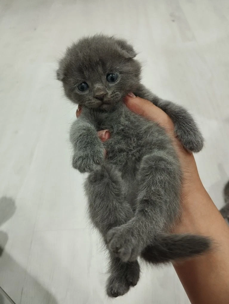 Scottish fold mushukchalar - Cover Photo