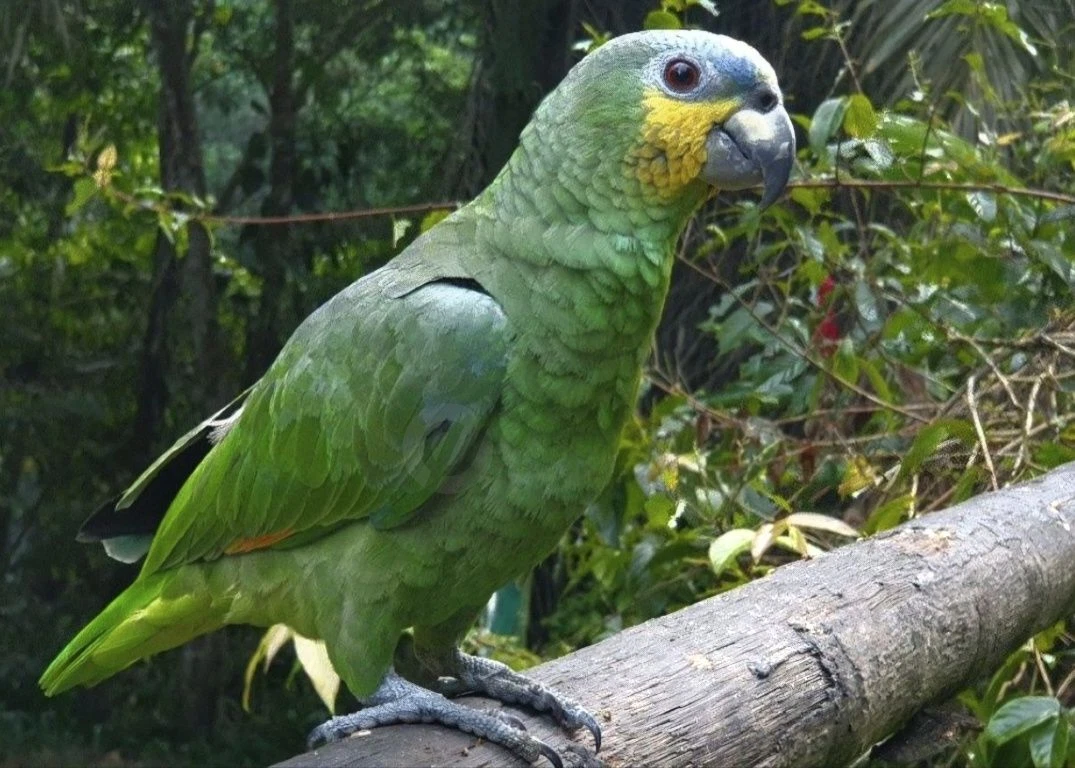 Image 4