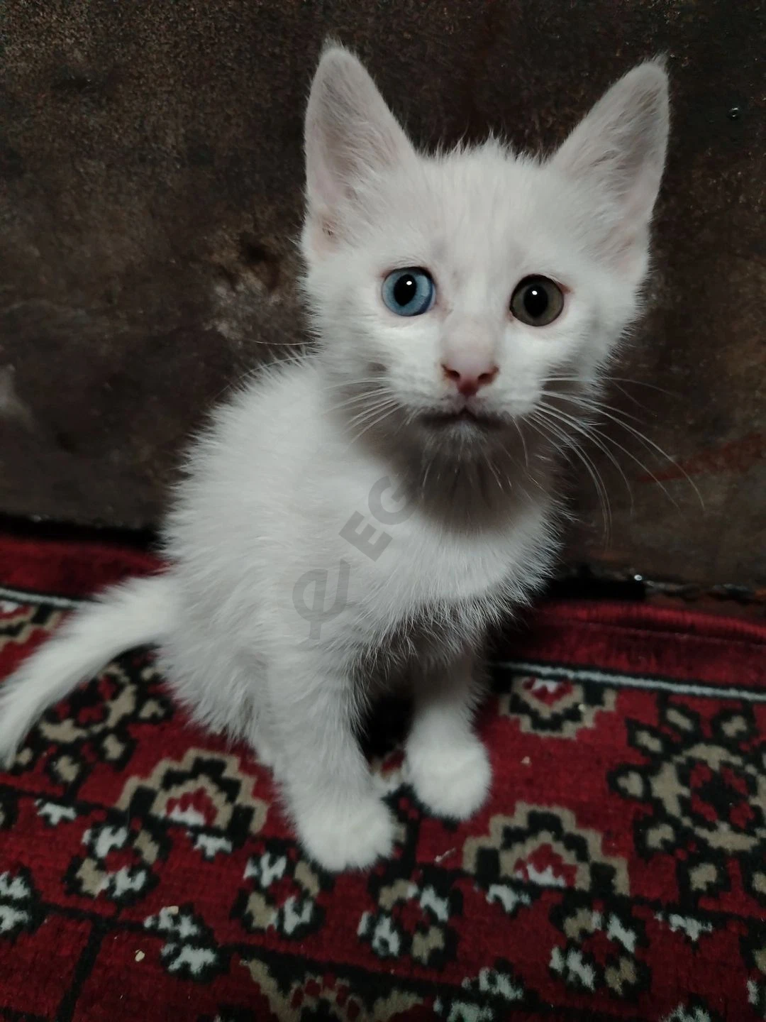 Turetskiy angora - Cover Photo