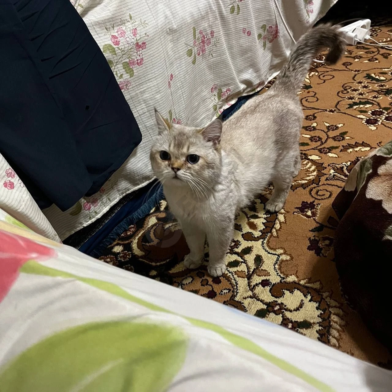 British Shinshilla erkak mushuk, - Cover Photo
