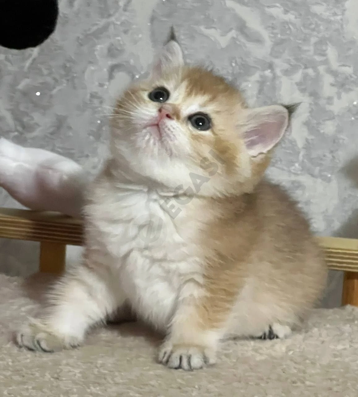 котенок Британец девочка золотая шиншилла ny11 котят - Cover Photo