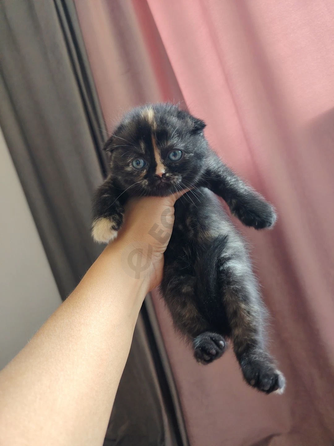 Срочна котёнок скотиш фолд - Cover Photo