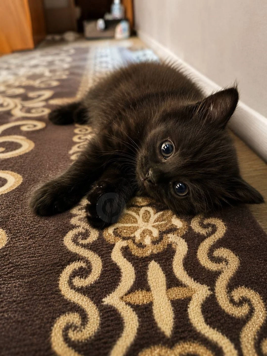 Котенок в добрые ответственные руки! - Cover Photo