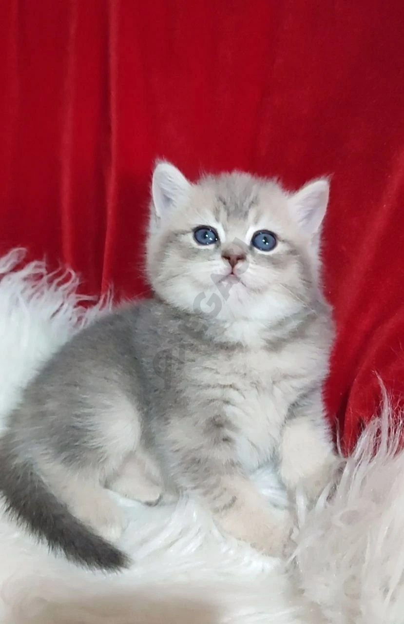 котенок Девочка британская голубая шиншилла British shorthair КОТЯТ - Cover Photo