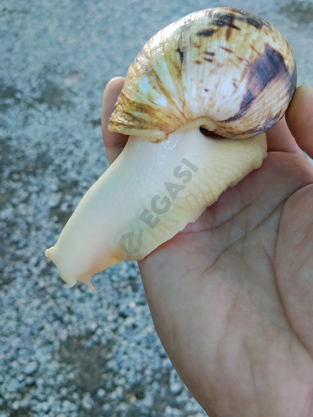 улитка 🐌 сотилади - Cover Photo