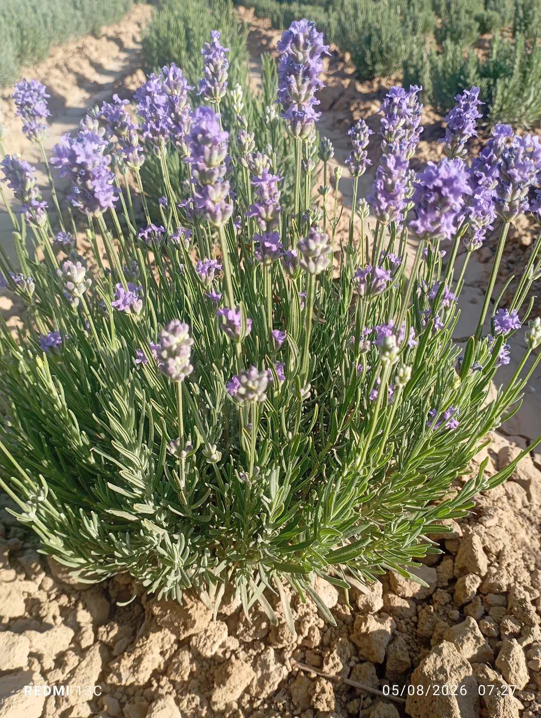 Lavanda sotladi - Cover Photo