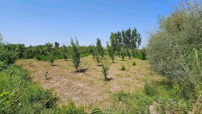 Image 10