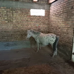 11pro Pnloni ot sotiladi