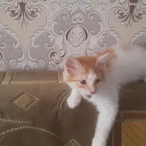 Котята маленькие домашние