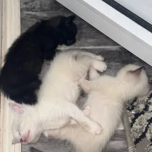 Отдаю котят в добрые и надежные руки