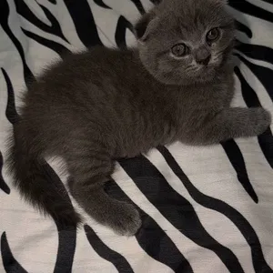Скоттиш фолд шикарное качество