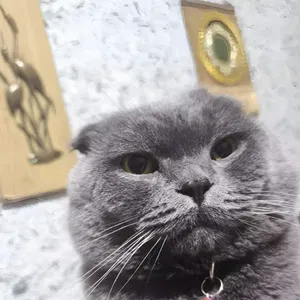 Viyaskaga koni toza britanskiy
