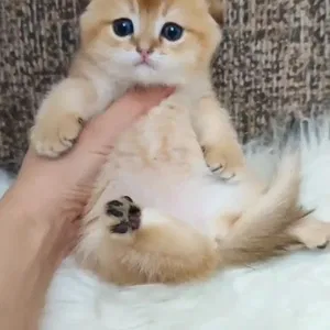 скоттиш фолд девочка Золотая шиншила
