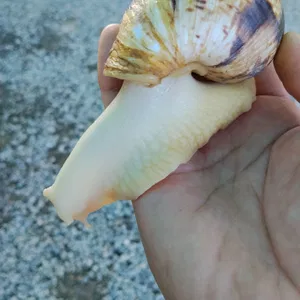 slimak 🐌 yaxshi kariyidigan insollarga beraman